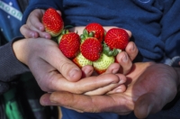 Ilustração em miniatura da áudio PAA e PNAE: programas fundamentais para ampliar participação da agricultura familiar nas compras púb