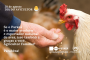 Ilustração em miniatura da noticia Fetaep parabeniza agricultores familiares - avicultores